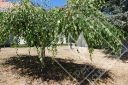 BETULA  pendula  youngii