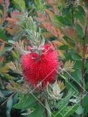 CALLISTEMON  laevis