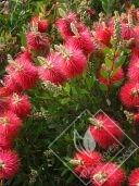 CALLISTEMON  laevis