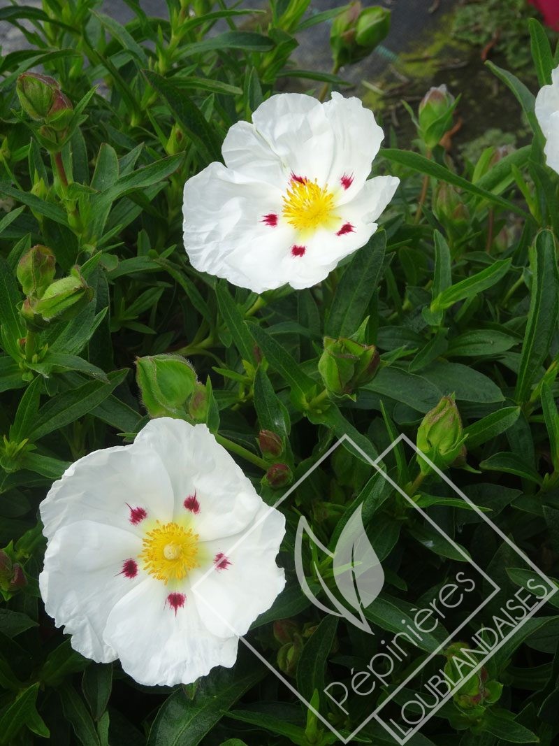 CISTUS  lusitanicus decumbens