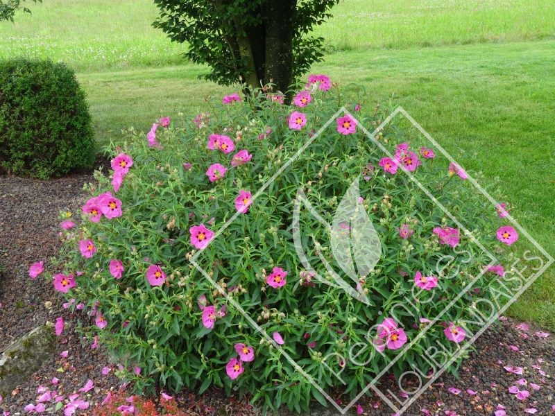 CISTUS  hybride purpureus