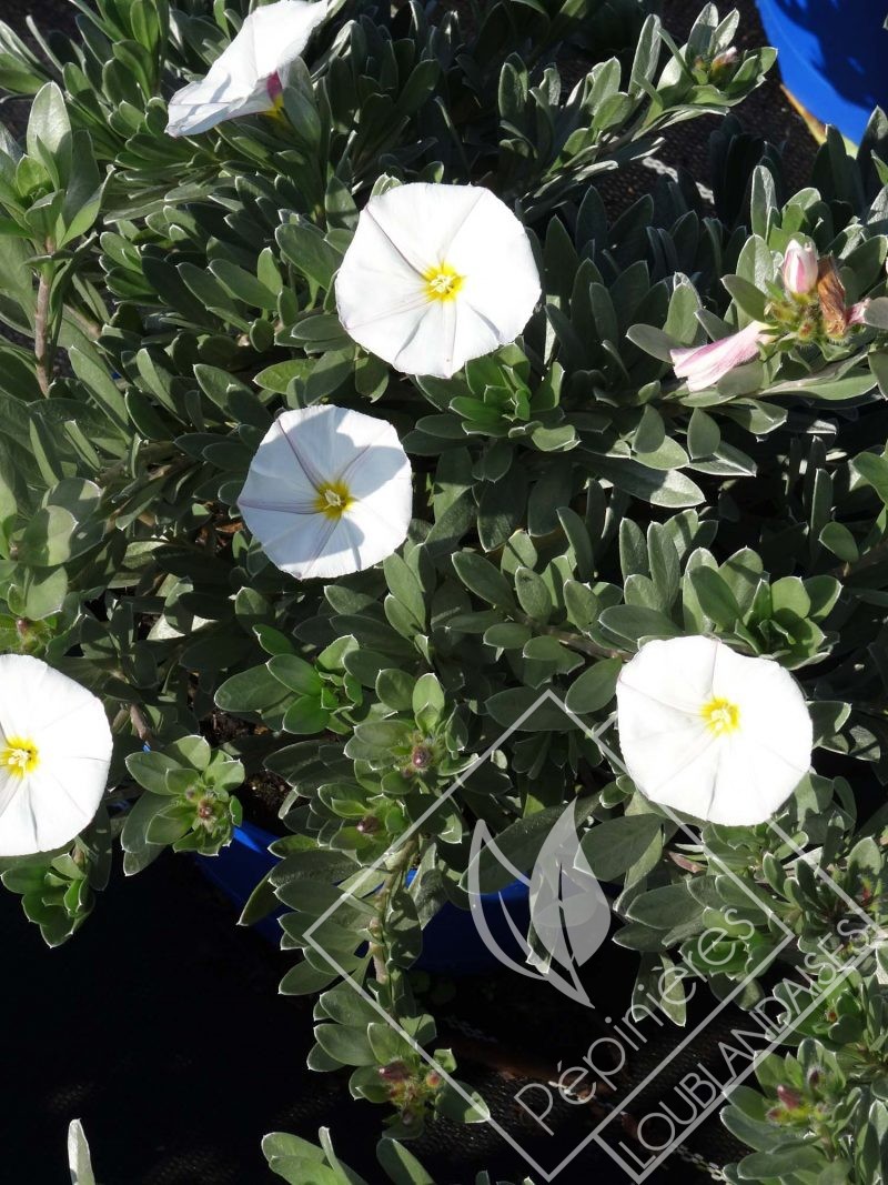 CONVOLVULUS  cnoerum blanc