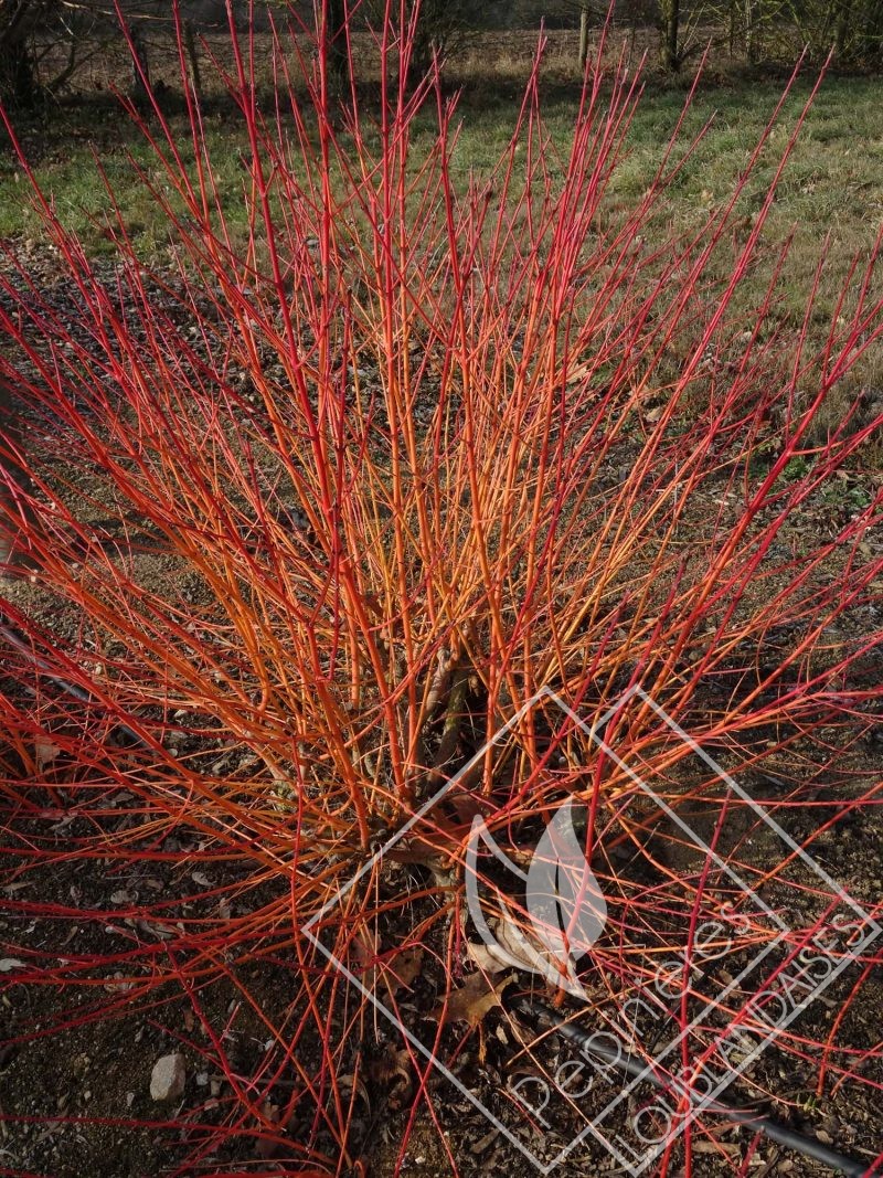 CORNUS  sanguinea mid winter
