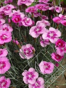 DIANTHUS  diantica pink and eye