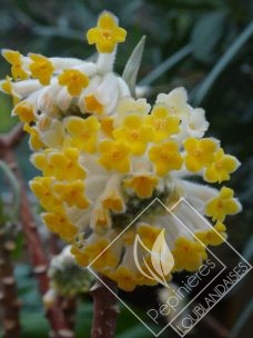 EDGEWORTHIA chrysantha