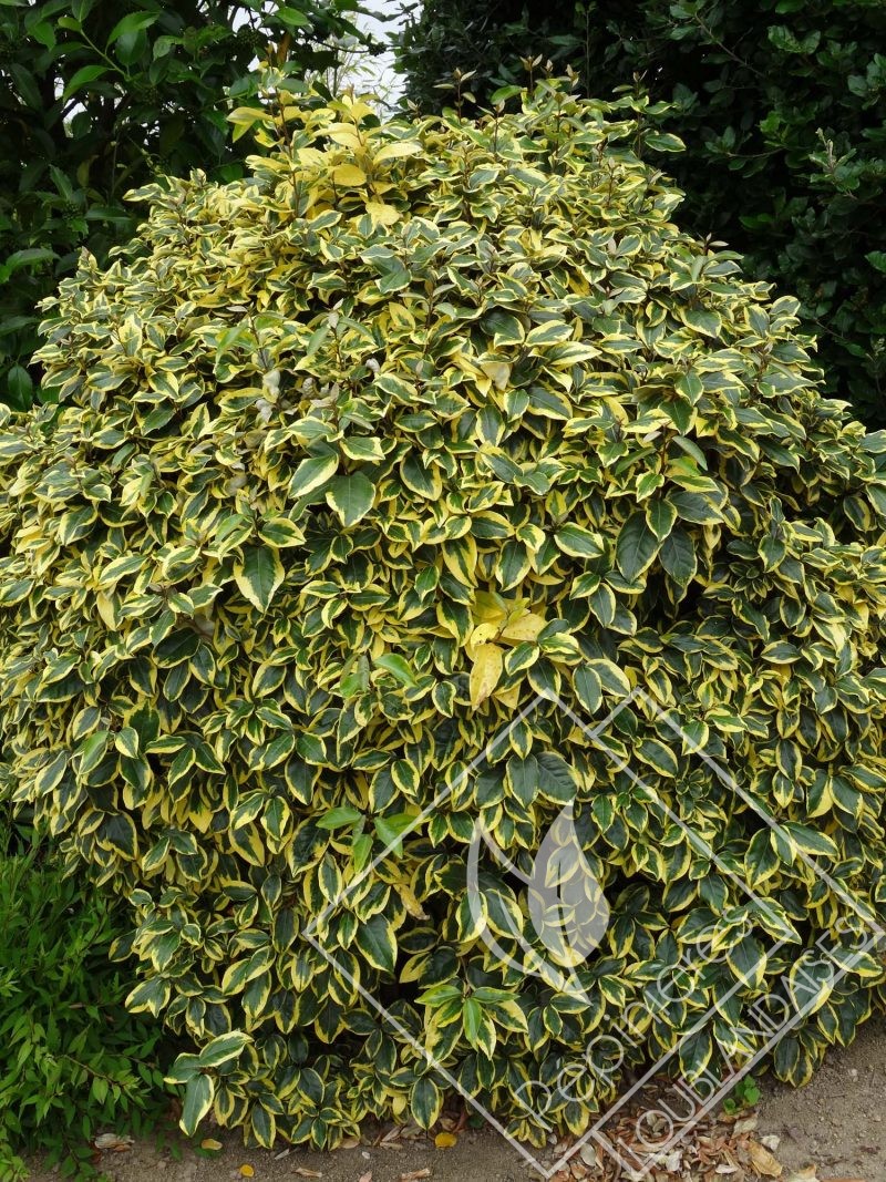 ELEAGNUS  x ebbengei gilt edge