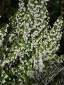 ERICA  arborea pink joy