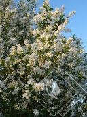 EXOCHORDA  x macrantha the bride