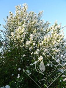 EXOCHORDA  x macrantha the bride