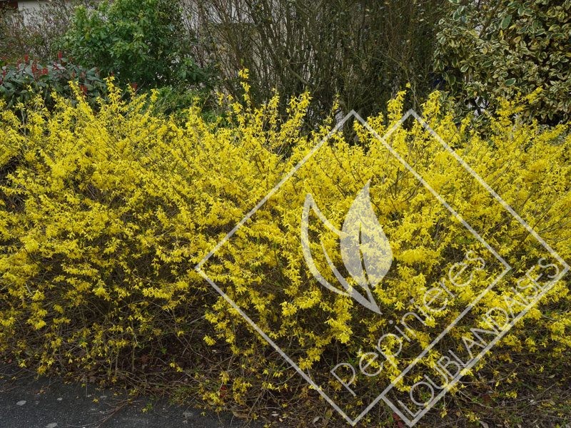 FORSYTHIA  maree d'or