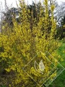 FORSYTHIA  x intermedia lynwood