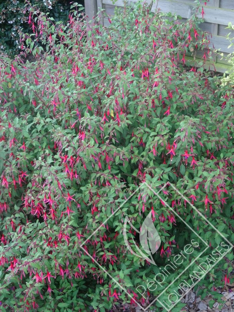 FUSCHIA  riccartonii