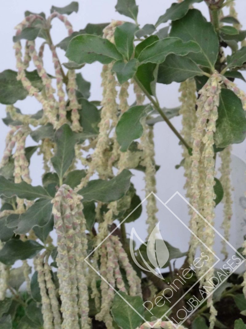 GARRYA  elliptica