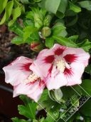 HIBISCUS  syriacus hamabo