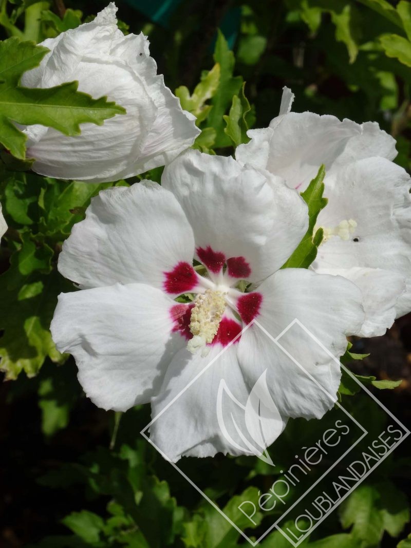 HIBISCUS  syriacus red hearth