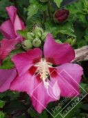 HIBISCUS  syriacus woodbridge