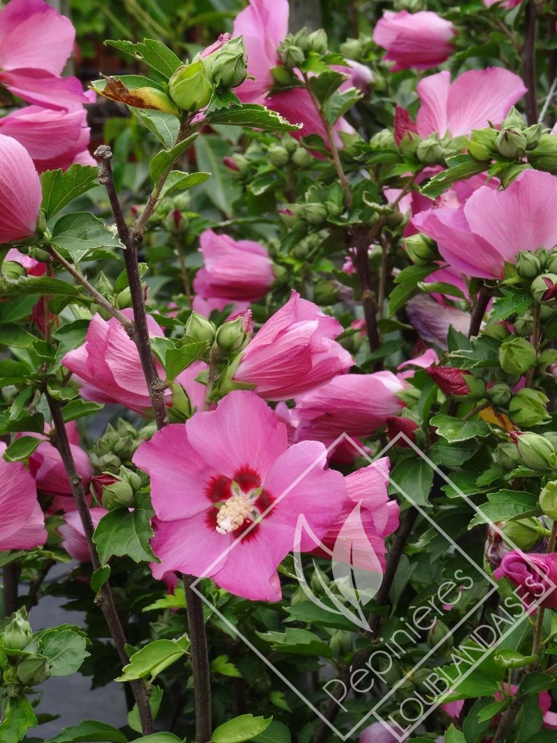 HIBISCUS  syriacus woodbridge