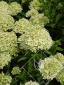 HYDRANGEA   paniculata little lime