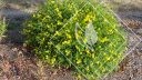 HYPERICUM  frondosum buttercot