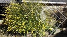 KERRIA  japonica pleniflora