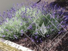 LAVANDULA  angustifolia hidcote