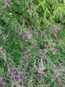 LESPEDEZA  thunbergii