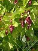 LEYCESTERIA  formosa golden lanterns