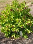 LEYCESTERIA  formosa golden lanterns