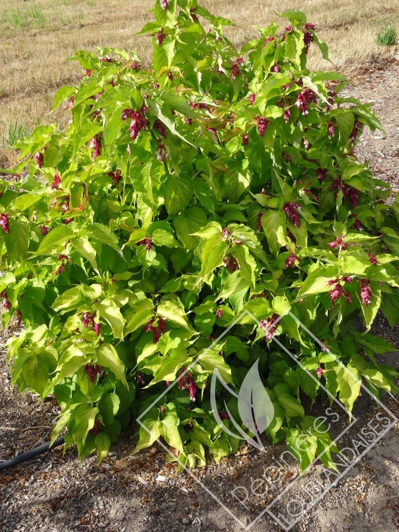 LEYCESTERIA  formosa golden lanterns