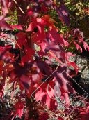 LIQUIDAMBAR  styraciflua