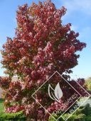 LIQUIDAMBAR  styraciflua