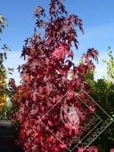 LIQUIDAMBAR  styraciflua