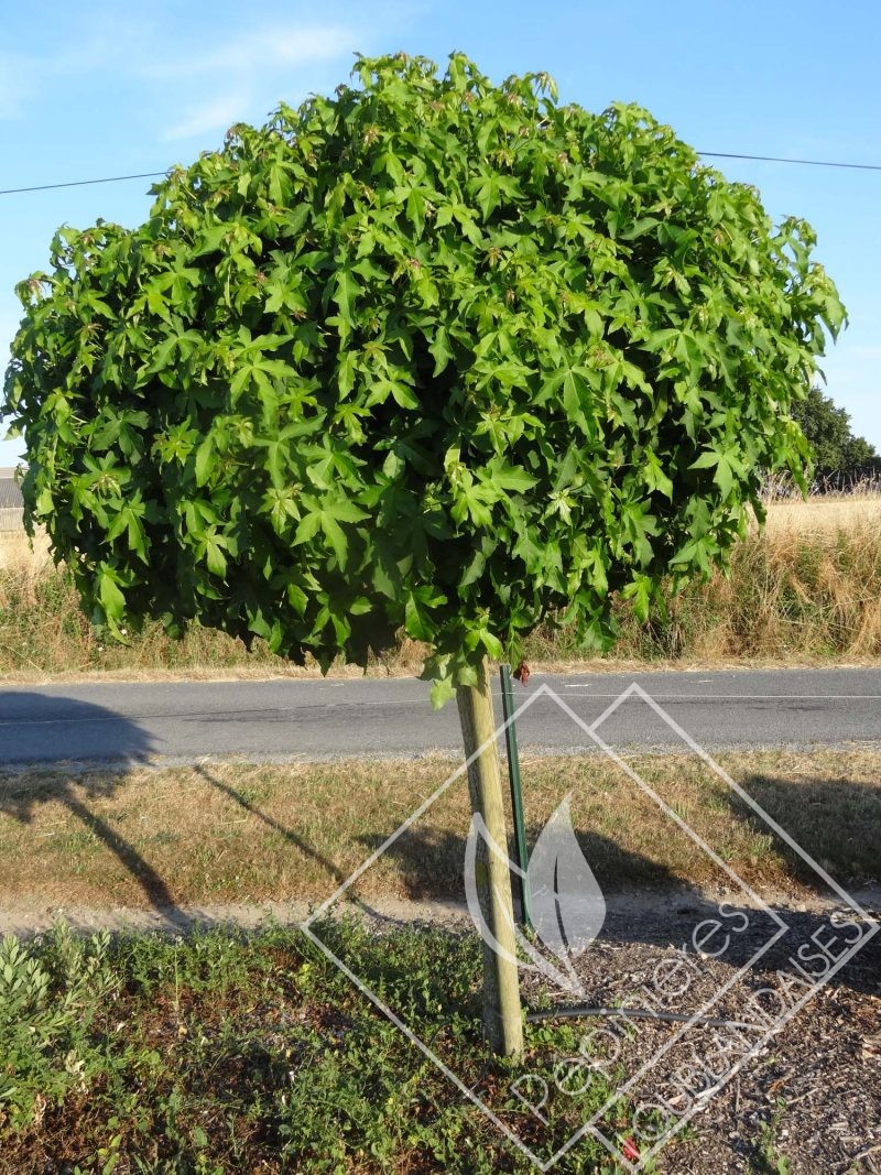 LIQUIDAMBAR  styraciflua gumball