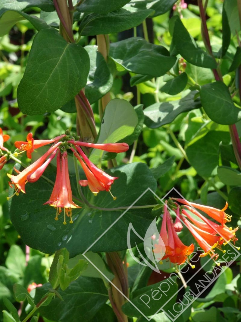 LONICERA  x brownii dropmore scarlet