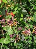 LONICERA  x heckrotti goldflame