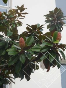 MAGNOLIA  grandiflora