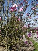 MAGNOLIA liliflora nigra