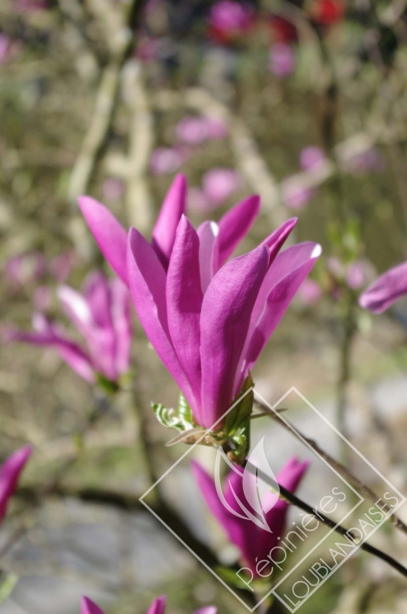 MAGNOLIA liliflora nigra