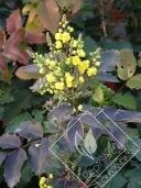 MAHONIA  aquifolium