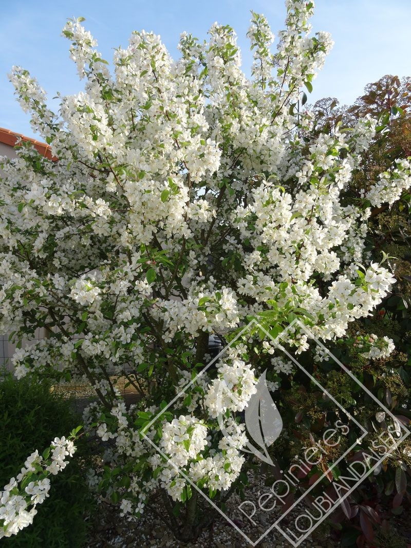 MALUS everest