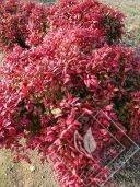 NANDINA  domestica fire power