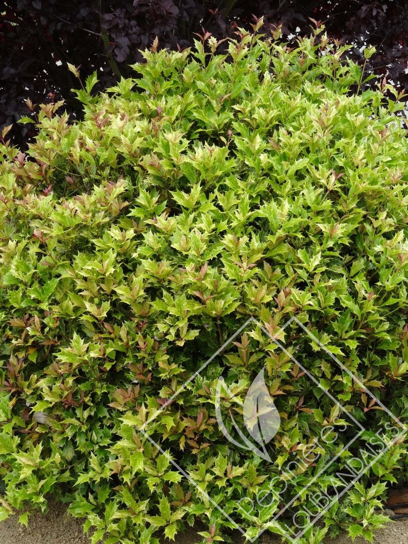 OSMANTHUS  heterophyllus tricolor