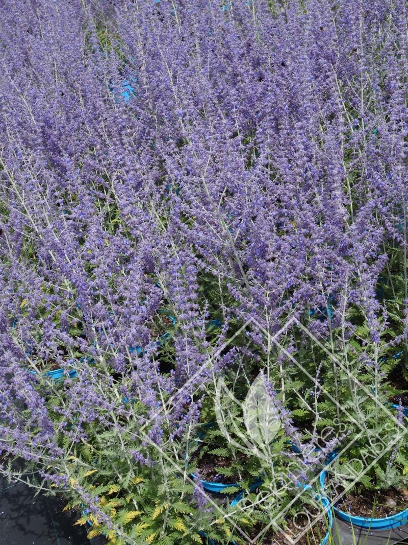 PEROVSKIA  artriplicifolia bue spire