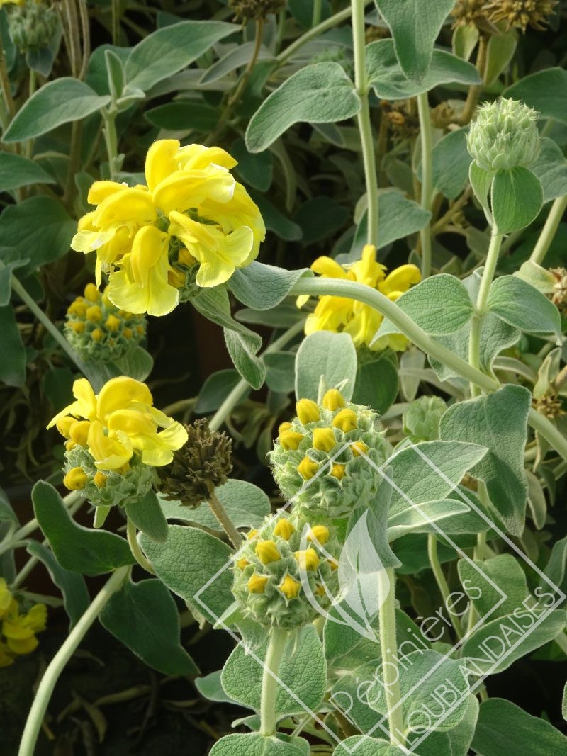 PHLOMIS  fructicosa