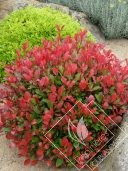 PHOTINIA  little  red robbin