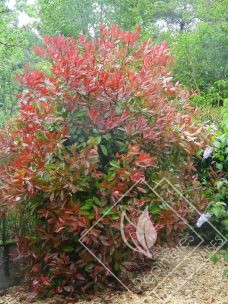 PHOTINIA  x fraseri red robbin