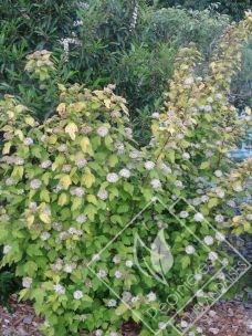 PHYSOCARPUS  opulifolius dart's gold