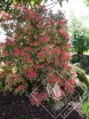 PIERIS  japonica flaming silver