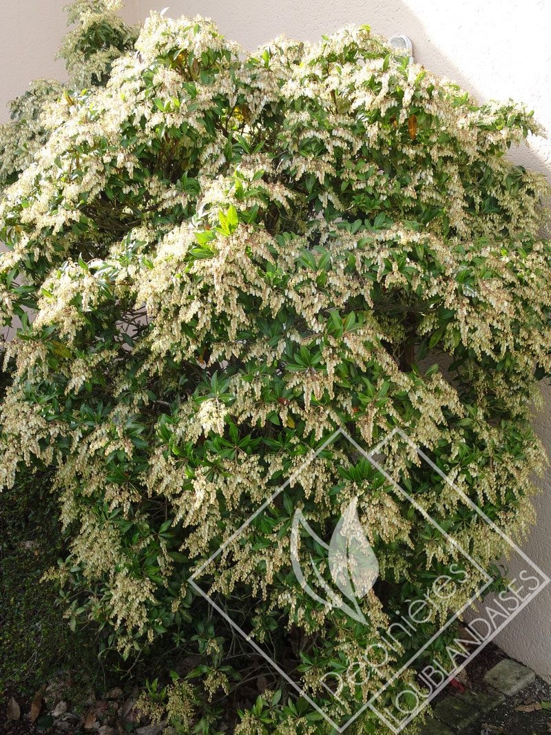 PIERIS  japonica forest flame