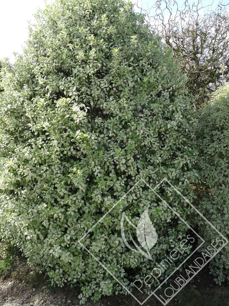 PITTOSPORUM  tenifolium irene paterson